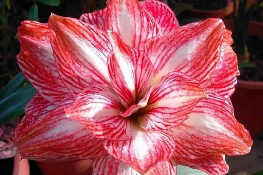 Hippeastrum y plantas en Bolivia, amaryllis cochabamba
